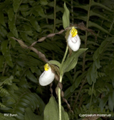 Cypripedium montanum